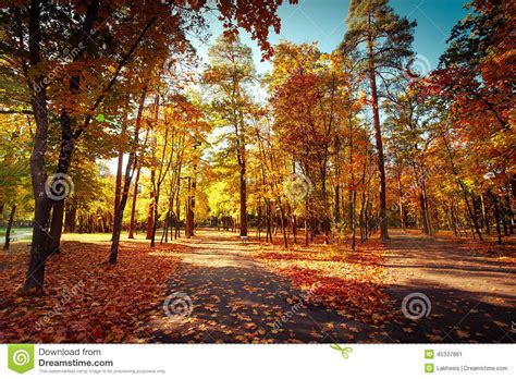 Sunny Day At Autumn Park With Colorful Trees And Pathway