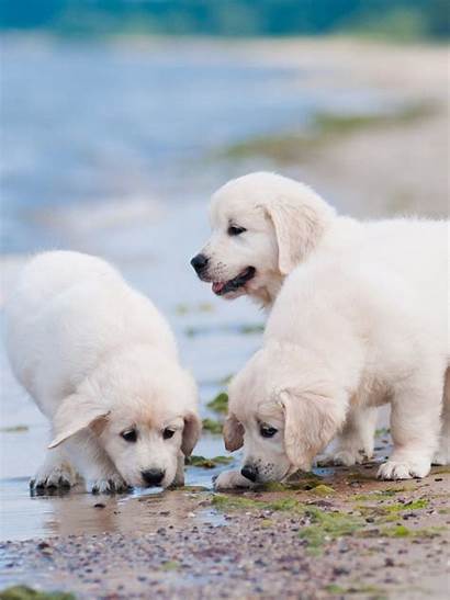 Retriever Golden Puppies Dog Wallpapers Seaside Info