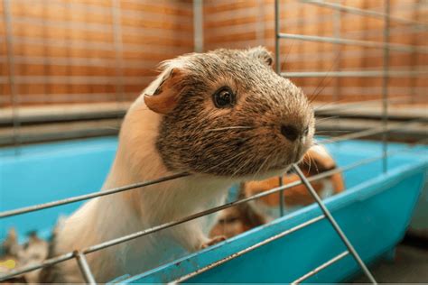 Guinea Pig Cage Size Chart And Guide