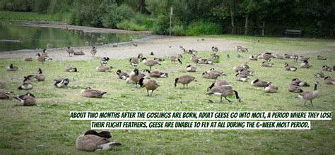 How To Get Rid Of Geese Keep Geese Away Goose Repellent