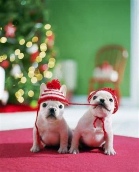 Cute christmas puppies and dogs. Christmas puppies!! | Cute!!!! | Pinterest