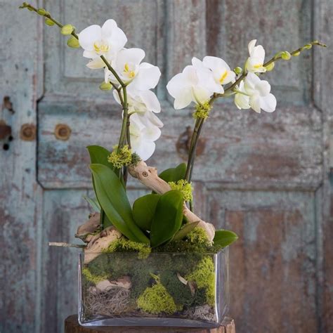 40 Amazing Orchid Arrangements Ideas To Enhanced Your Home Beauty Page 9 Of 40 Rośliny