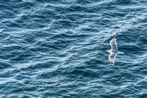 Single Sea Gull Flying Against Blue Sea Surface With Waves Top View