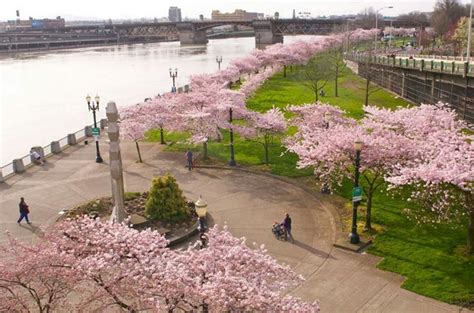 Cherry Blossoms On The Waterfront Portland Tourism