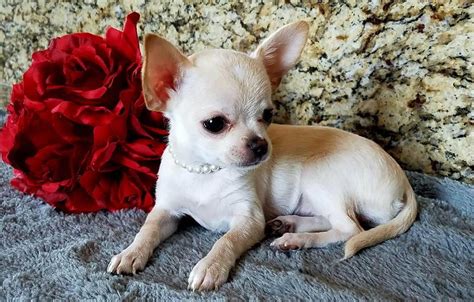 Chihuahua Puppies For Sale Surprise Az 147359