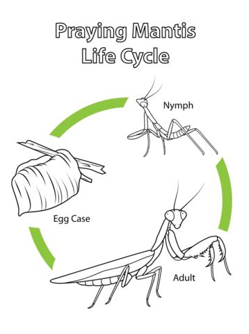 Life Cycle Of A Praying Mantis