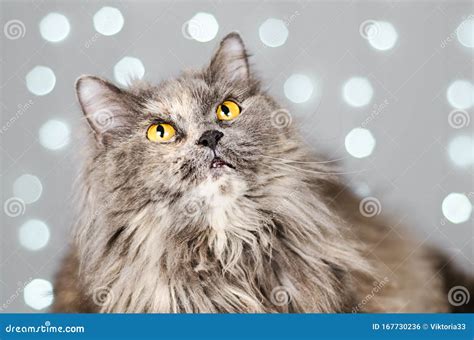 Funny Gray British Cat On A Light Background With Bokeh Stock Photo
