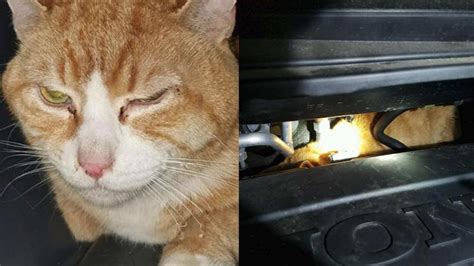 New York Cat Survives 225 Mile Trip Upstate Under Minivans Hood Abc13 Houston