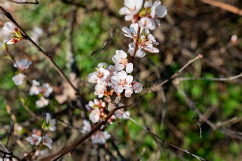 Flowering Of The Apricot Tree In Early Spring In The Orchard In The