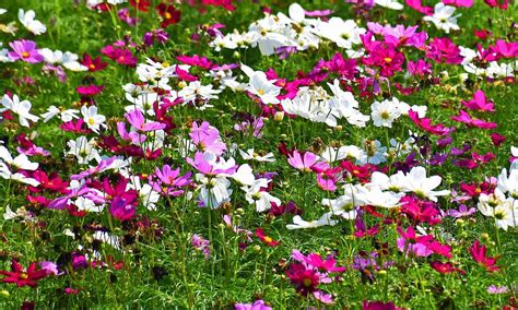 Dwarf Sensation Mix Cosmos Flower Seeds Free Shipping Cosmos