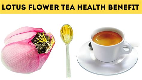 The Powerful Healing Benefits Of Drinking Lotus Flower Tea Youtube