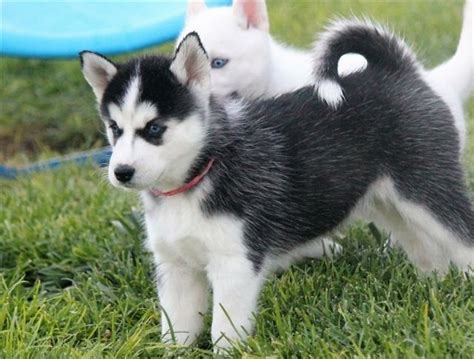 Puppy ownership is more popular than ever as people have come to. ///Siberian husky puppies for adoption // MYRTLE BEACH ...