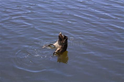 Swan Deep Diving On The Lake Stock Image Image Of Waterbird