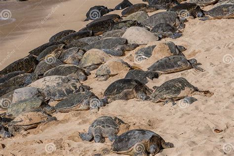 A Large Group Of Giant Green Sea Turtles Resting At The Hookipa Beach