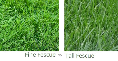 Fine Fescue Vs Tall Fescue Differences Which To Choose Lawnsbesty