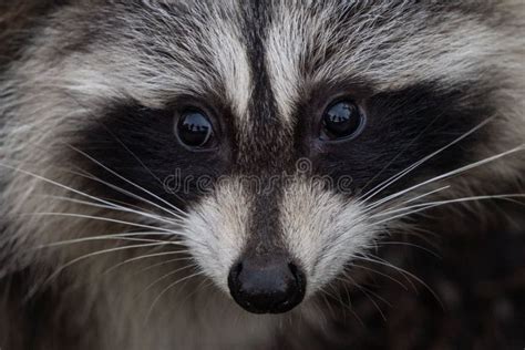 Closeup Portrait Of A Raccoon Stock Photo Image Of Natural Mammal