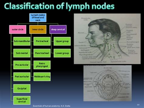 Examination Of Lymphnodes And Cervicofacial Lymphadenopathy
