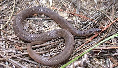 Brown Water Snake North Carolina | Video Bokep Ngentot