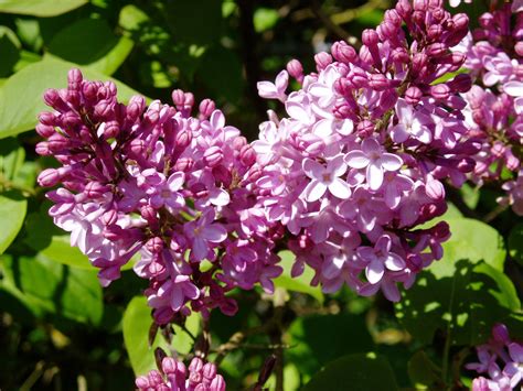 Lilac Flower Colors Photo 34692182 Fanpop