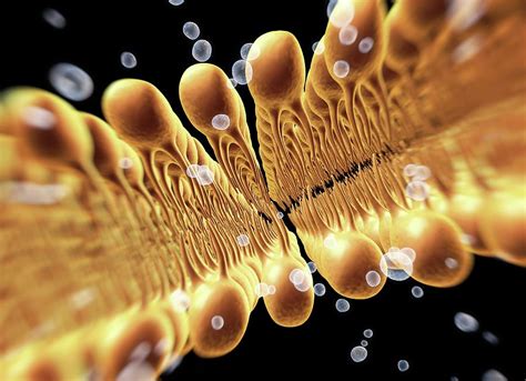 Cell Membrane Lipid Bilayer Photograph By Alfred Pasiekascience Photo