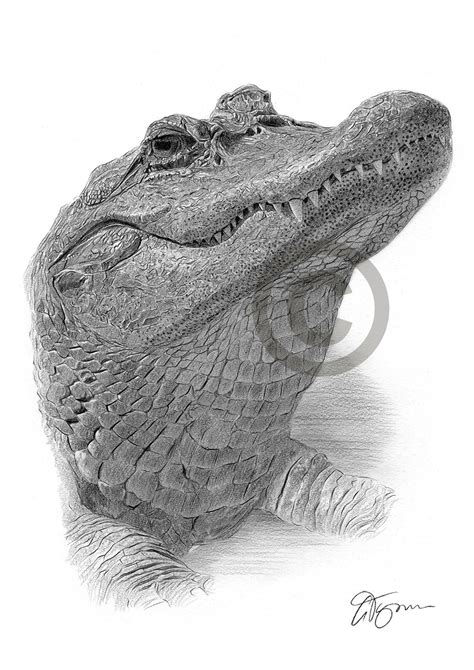 Pencil Drawing Of An Alligator By Uk Artist Gary Tymon
