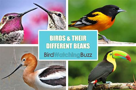 What Are The Different Types Of Bird Beaks Birdwatching Buzz
