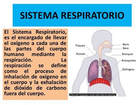 Partes Del Sistema Respiratorio Para Tercer Grado De Primaria B