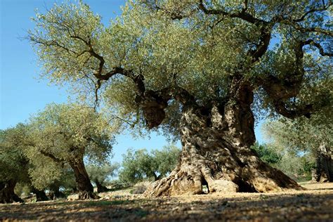Related Image Olive Tree Tree Ancient Tree