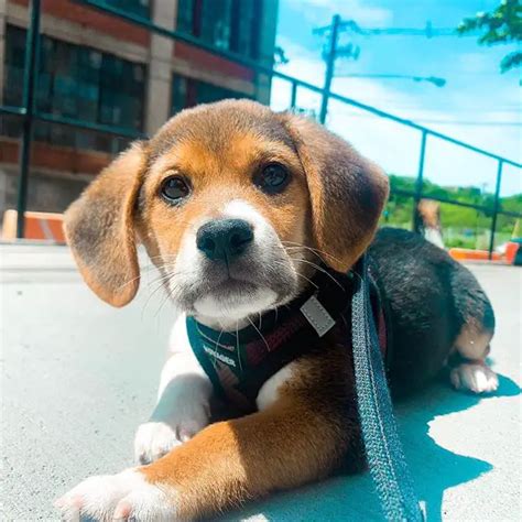 14 Funny Beagles Who Are Like You The Paws