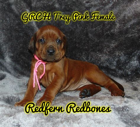 It originated in the southern united states, and derives from foxhounds brought by immigrants from scotland. Redbone Coonhound Puppies For Sale | Valley Lake Road, Mount Pleasant Township, AR #241077