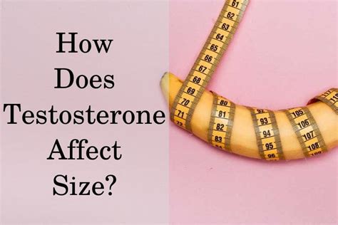 Can Testosterone Increase Penis Size In Adults Hfs Clinic