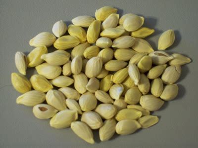 Most types of limes do have seeds. Gardener's Watch: Citrus Seeds (lemon, lime, orange)