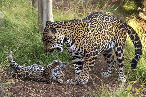Jaguar Cub Playing With Mother Photograph By San Diego Zoo Fine Art
