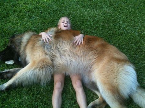 The Leonberger Is The Most Gloriously Majestic Dog Youll