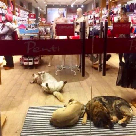 Shopping Abriga Animais à Noite Para Que Não Passem Frio Na Rua