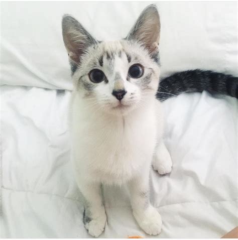 There is an adoption application. My s/o and I adopted this 5 month Lynx Point Siamese ...