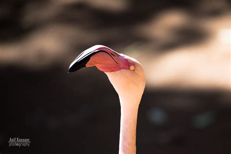 Greater Flamingo Phoenicopterus Roseus Umgeni River Bird Flickr