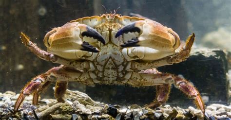 The 10 Largest Crabs In The World A Z Animals