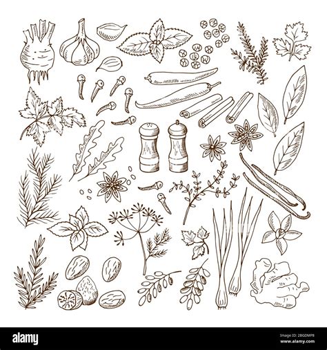 Hand Drawn Illustrations Of Different Herbs And Spices Vector Pictures