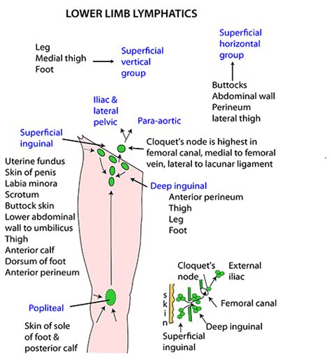 Instant Anatomy Lower Limb Vessels Lymphatics Pattern And Nodes