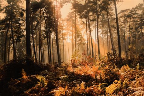 Mysterious Forest With Light Through Trees Image Free Stock Photo