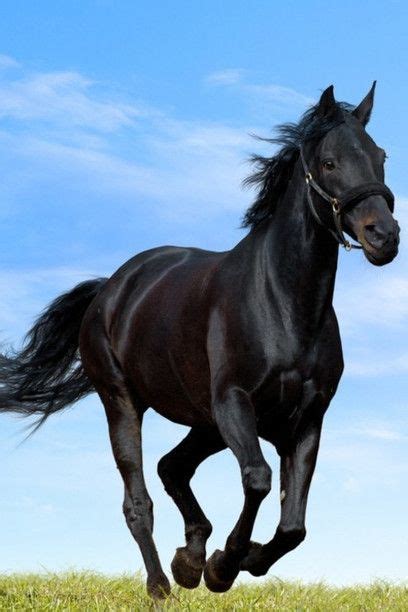 Black Arabian Horse Running 408×612 Horses Beautiful Arabian Horses Black Arabian Horse