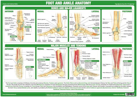 Foot And Ankle Joint Anatomy Poster