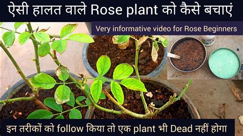 गर्मियों में Rose Plant 🌹 को मरने से कैसे बचाएं How To Care Rose Plant