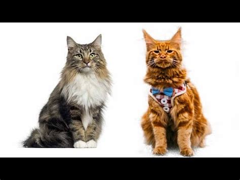 Norwegian forest cats are the only domesticated forest cats around the world. Maine Coon vs Norwegian Forest Cat - What Are the ...