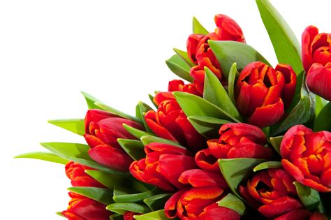 Up close view of yellow red tulips flowers field under a bright and hash sun light at lisse isolate on white with png floral collection. Bouquet flowers PNG