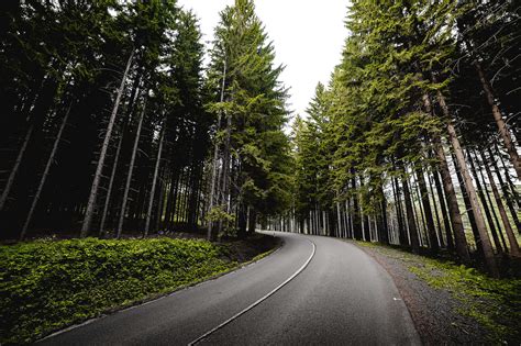 Long Road In Forest Free Stock Photo Picjumbo