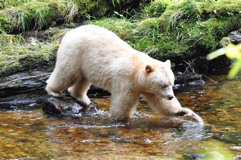 Canadas Great Bear Rainforest Is Home To The Rarest Bear In The World