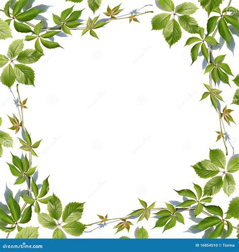 Fresh Green Leaves Border On White Stock Photo Image Of Environment