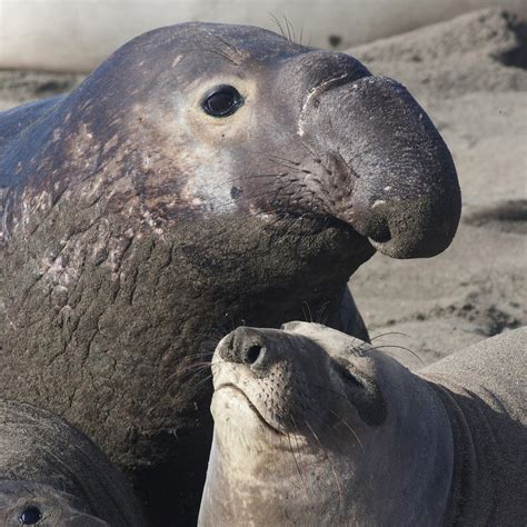 Southern Elephant Seals Characteristicshabitats Reproduction And More